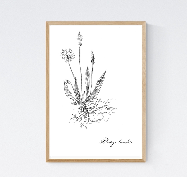 Plantain, plantago