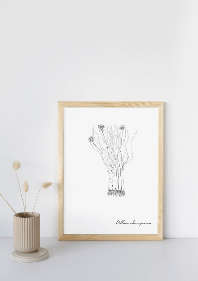 Ciboulette, allium schoenoprasum