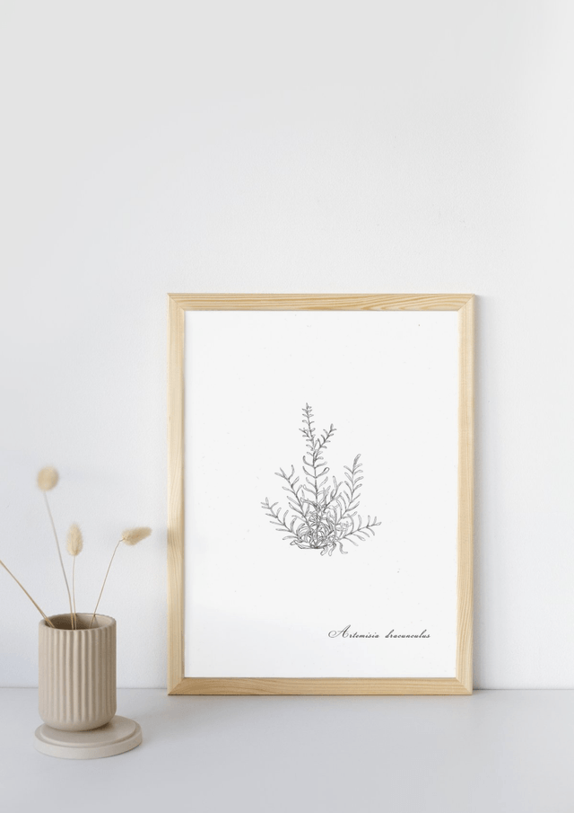Estragon, Artemisia dracunculus