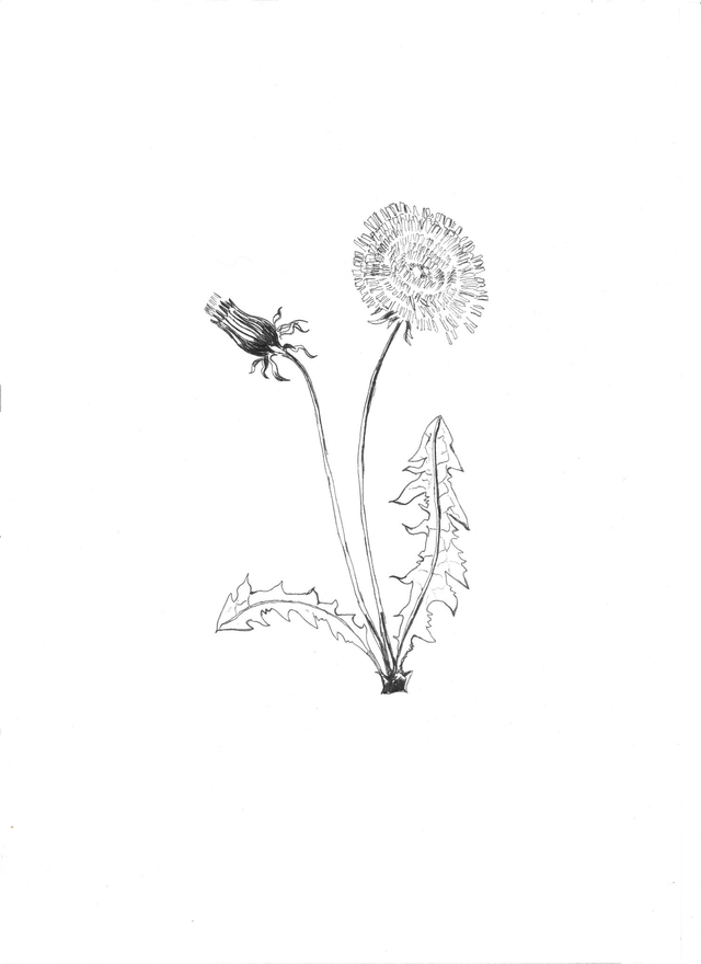 Pissenlit, Taraxacum officinale