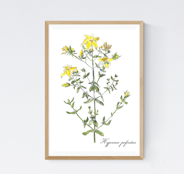 Millepertuis, hypericum perforatum