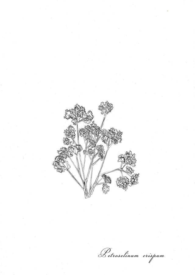 Persil, petrosalinum crispum