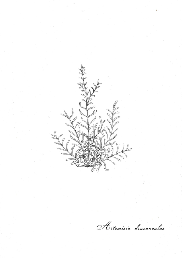 Estragon, Artemisia dracunculus