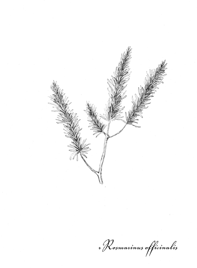Romarin, romarinum officinalis